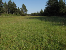 Typisk biotop: Oksbøl Plantage (EJ)